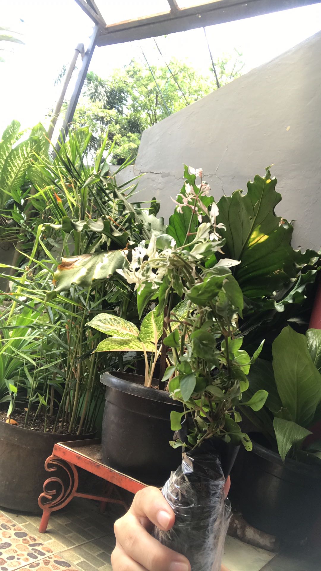 Krokot salju tanaman hias bibit tanaman hiasan taman