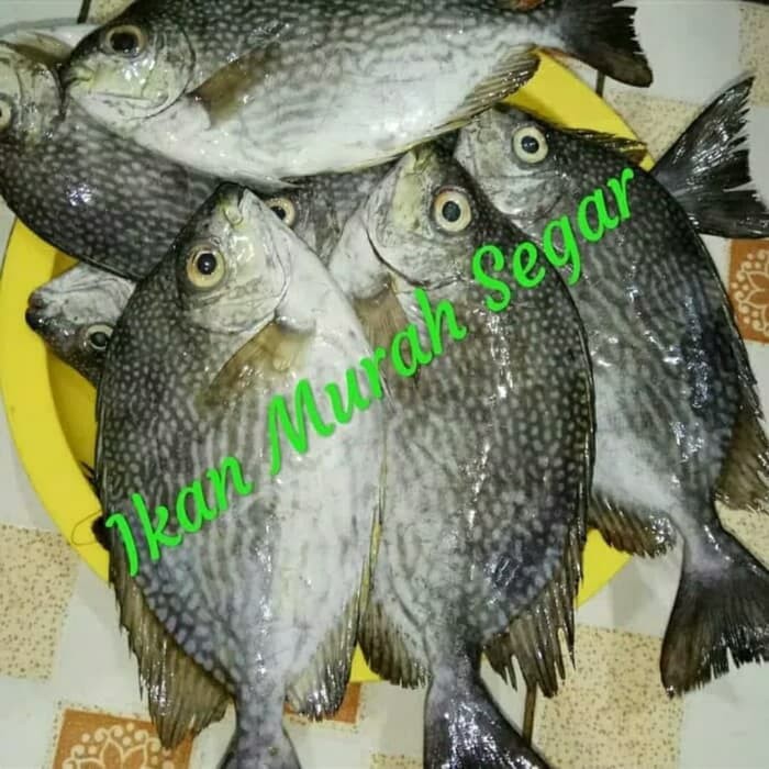

IKAN BARONANG SIZE 3-4 EKOR / Kg