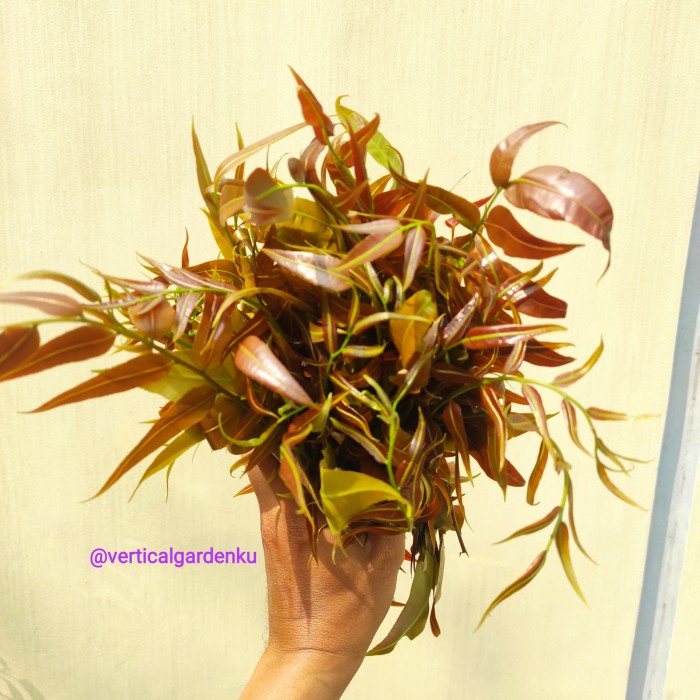 Sayur Pakis Merah Segar / Pakis Udang / Sayur pakis merah obat demam