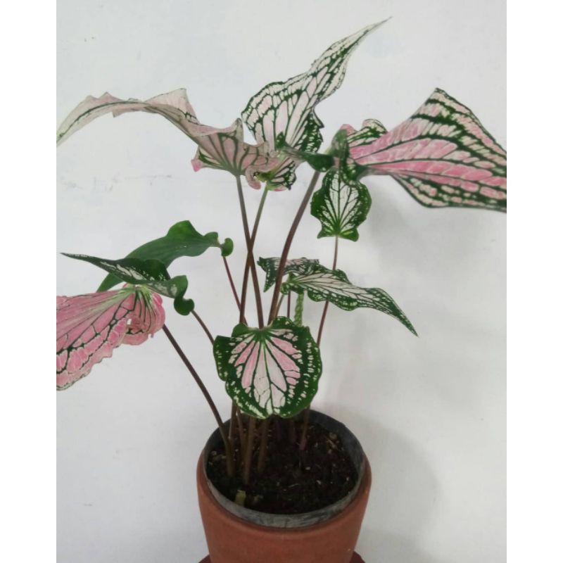 Tanaman Hias Keladi Wayang - hiasan taman - keladi wayang.