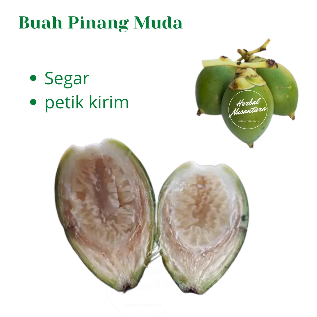 

Pinang Muda Hijau Segar