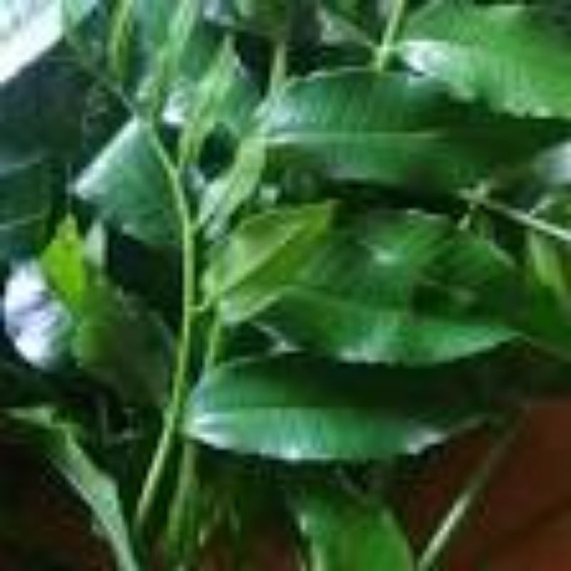 

DAUN KEDONDONG SEGAR MUDA