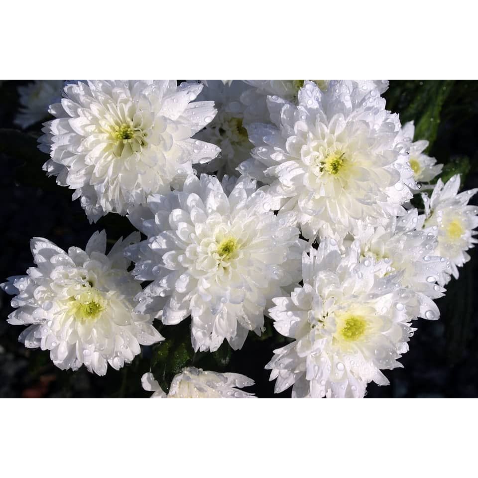 md scars kak hyunjin