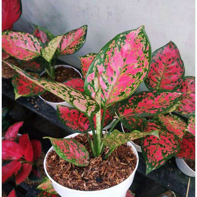 Aglonema dut anjamani - Aglonema dud anjamani