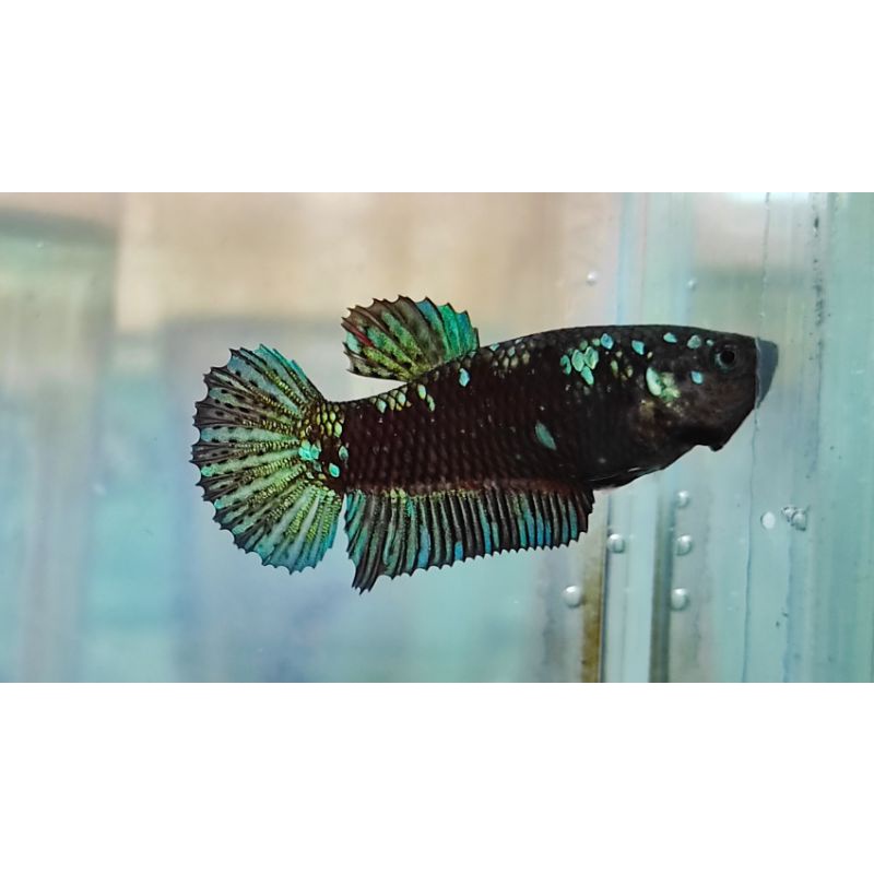 Ikan Cupang Hias Female / Betina Avatar (Sesuai Foto)