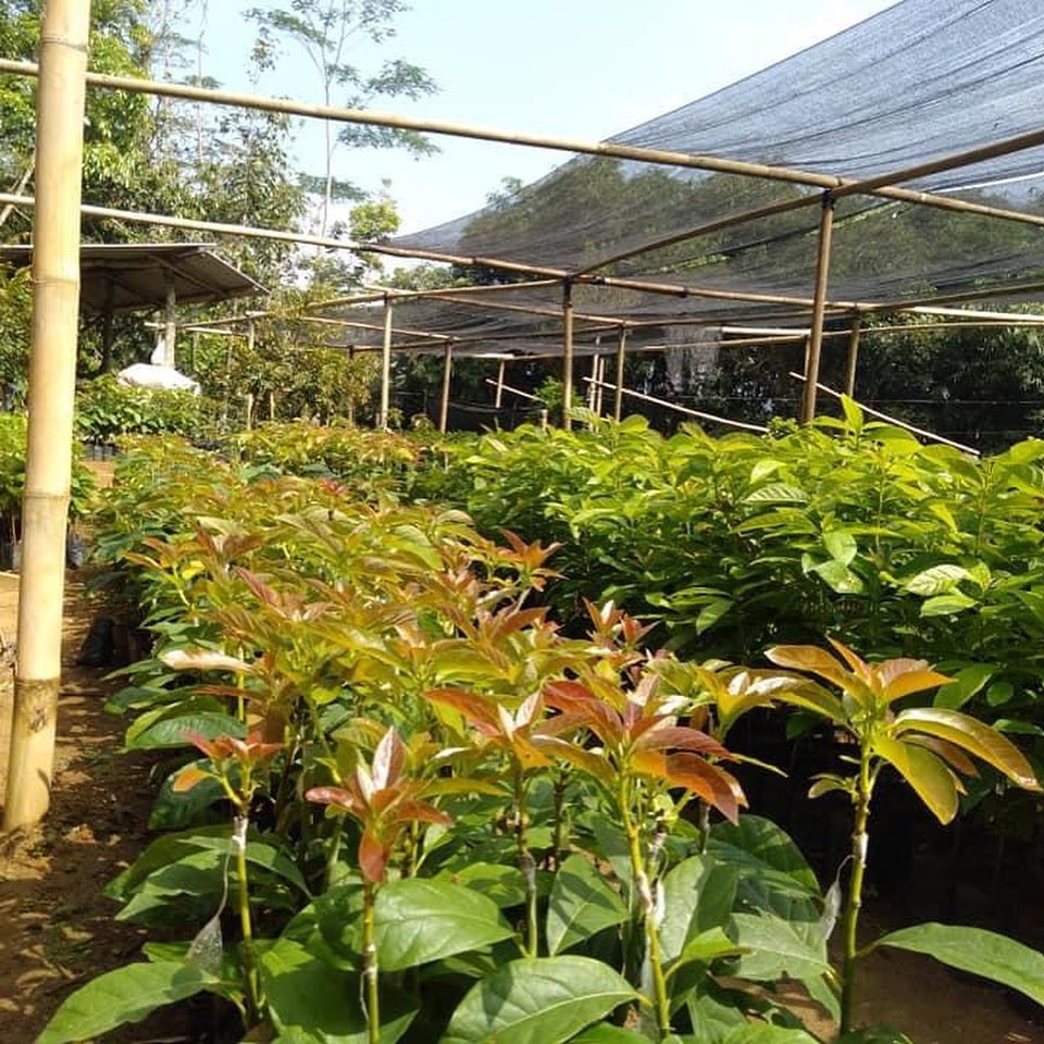 Bibit Alpukat Aligator, mentega dan Jumbo