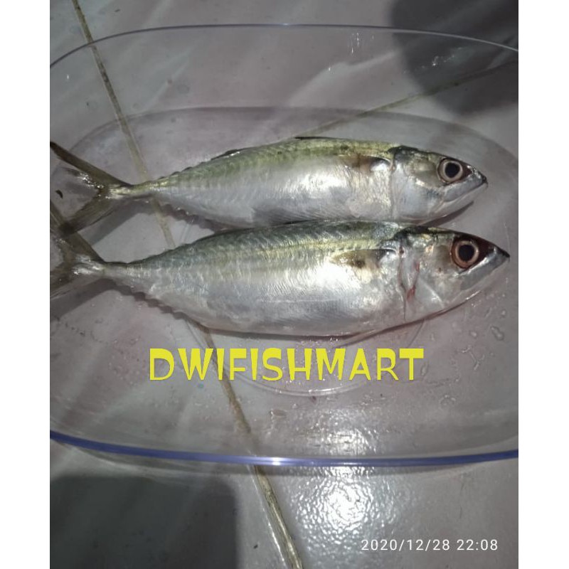 

Kembung Banjar fresh/ ikan segar dan BERGARANSI