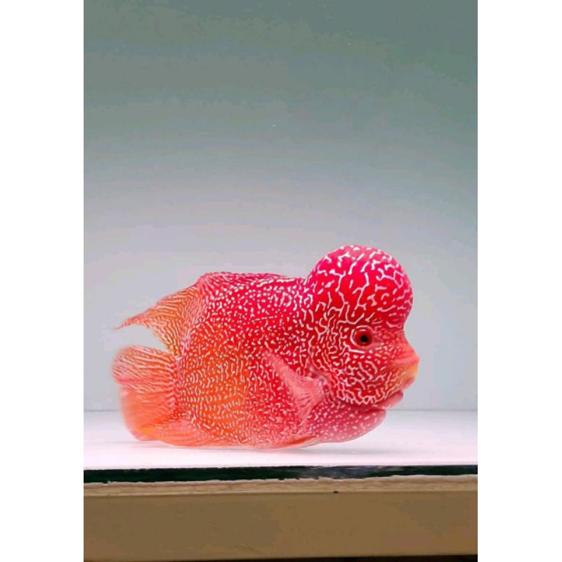 Ikan Louhan Gb/Louhan Golden base Ukuran 9/10/11 Cm