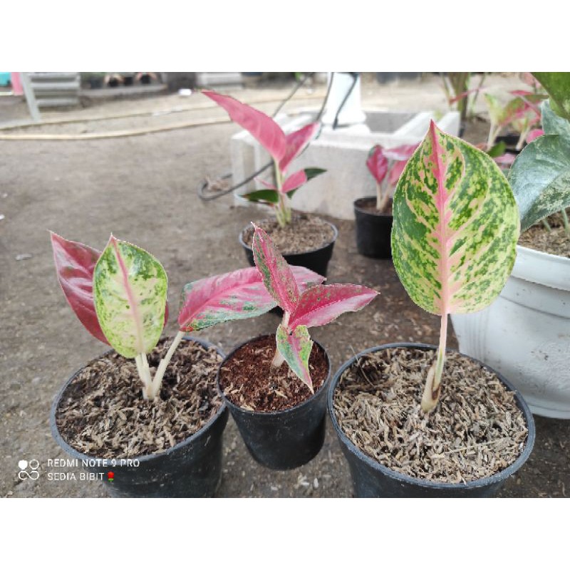 paket promo bunga aglonema 3 jenis ID