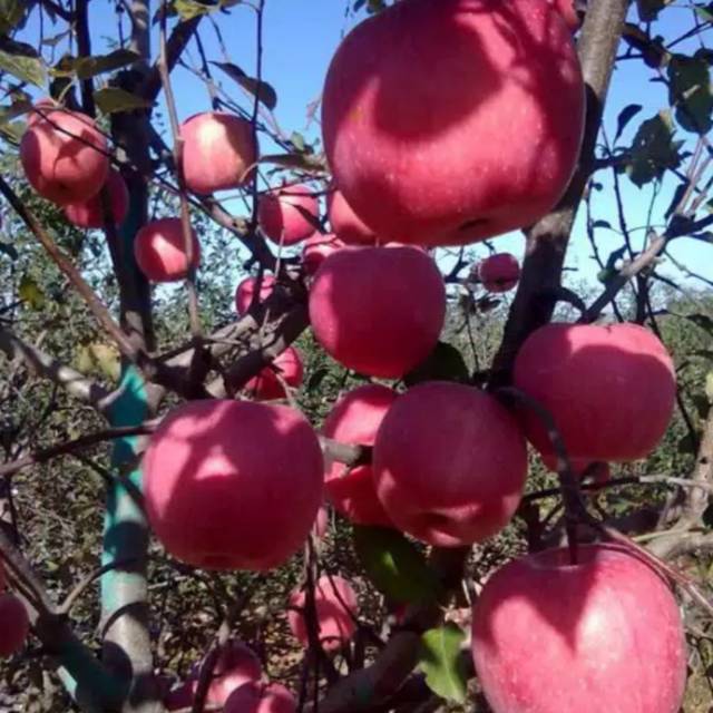 bibit apel fuji apel merah