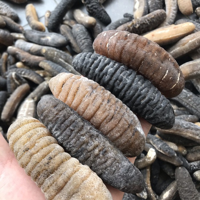 

Teripang gosok haisom 20-25