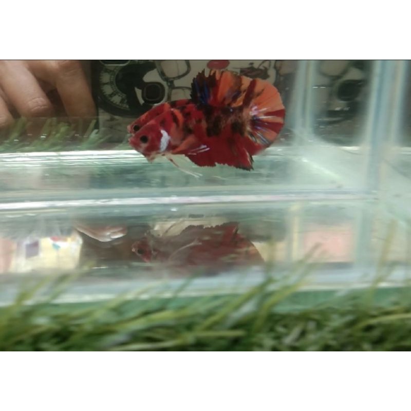 Ikan cupang hias betta fish nemo masking real pict