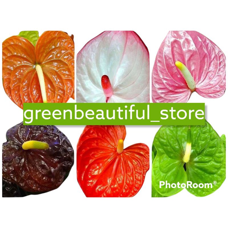 Tanaman hias hidup anthurium mickey mouse paket 6 plant tanaman hidup - bunga hidup - tanaman hias h