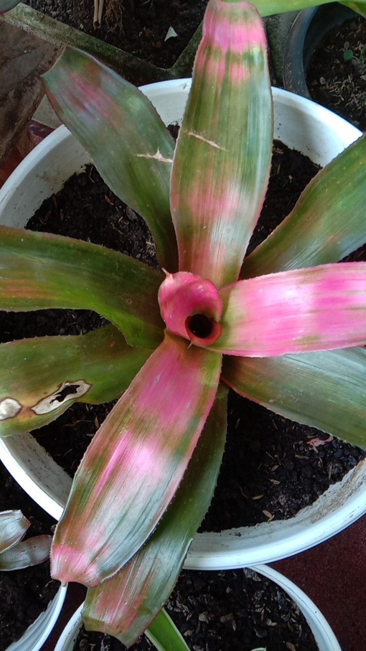 Tanaman Hias Bromelia Grass Pink