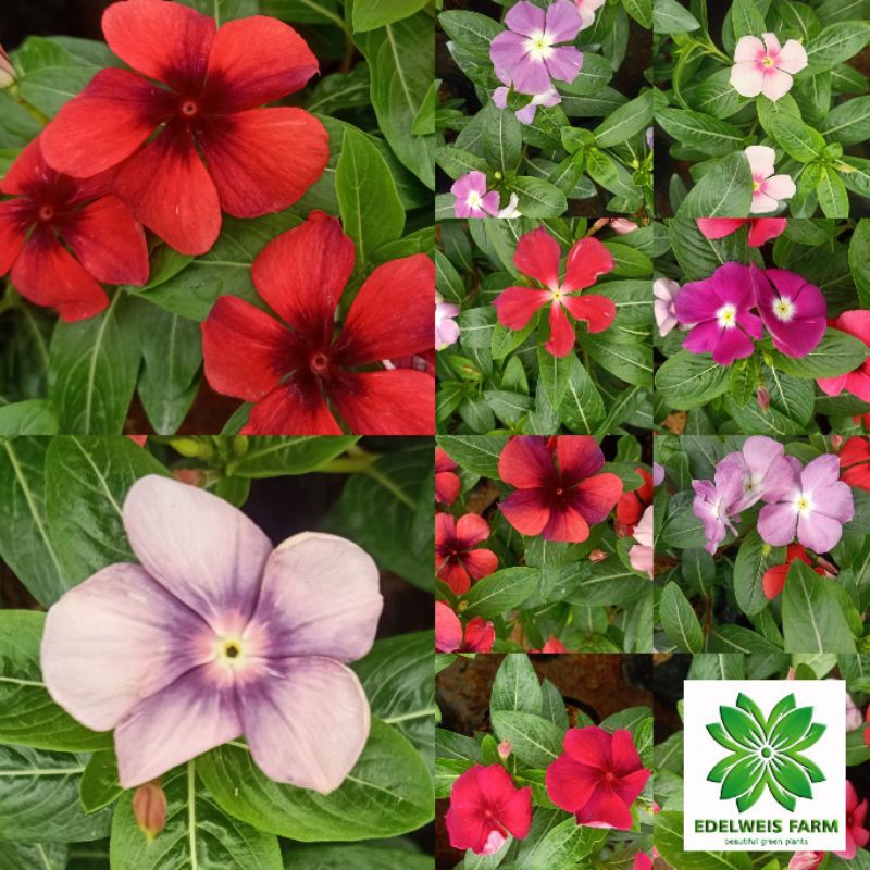 Tanaman Hias Vinca Tegak / cataranthus ruseus / Vinca Tatto