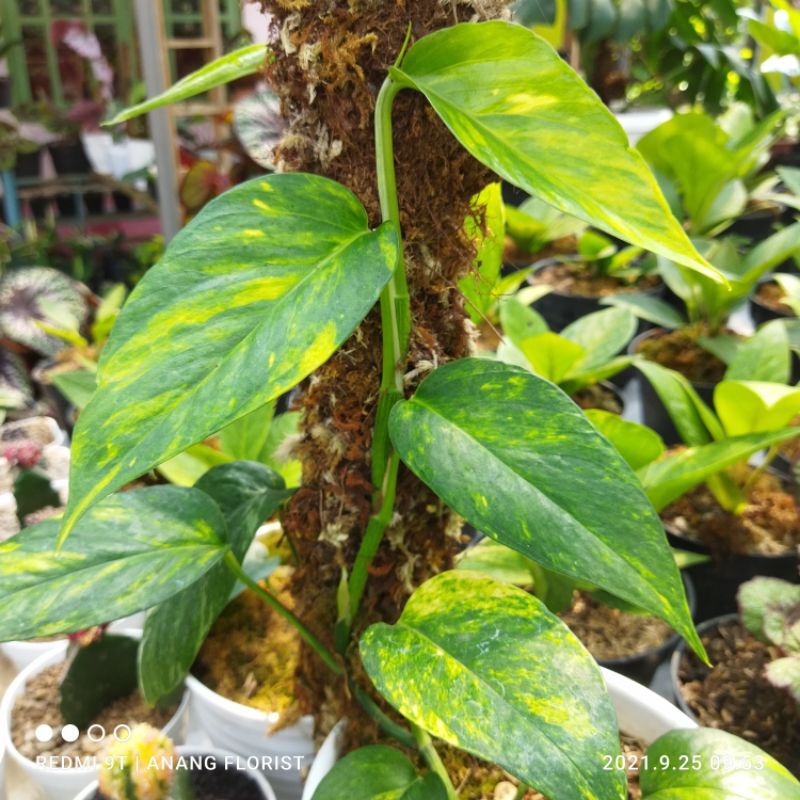 philodendron epipremnum Varigata kuning tanaman hias