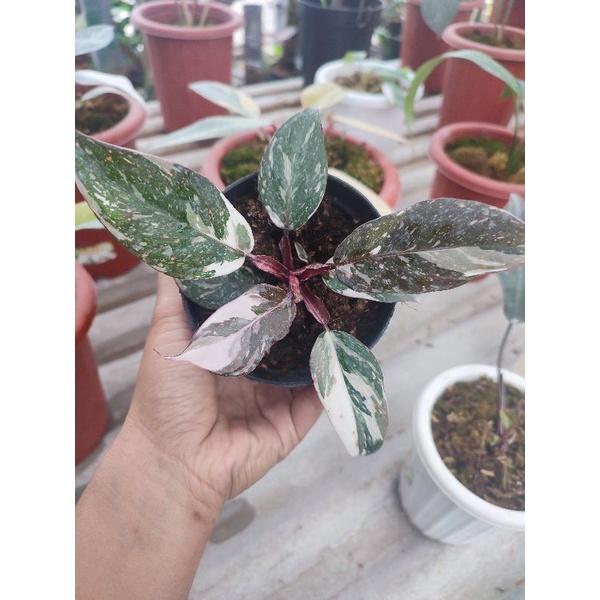 philodendron anderson