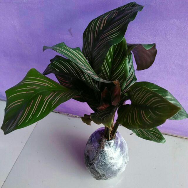 Tanaman Hias Calathea Ornata - Pohon Kalatea Ornata