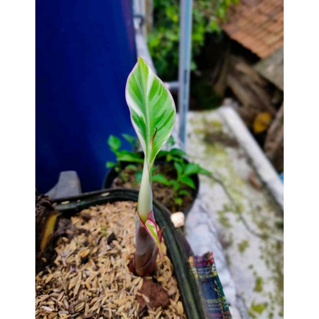 BONGGOL TUNAS PISANG VARIGATA
