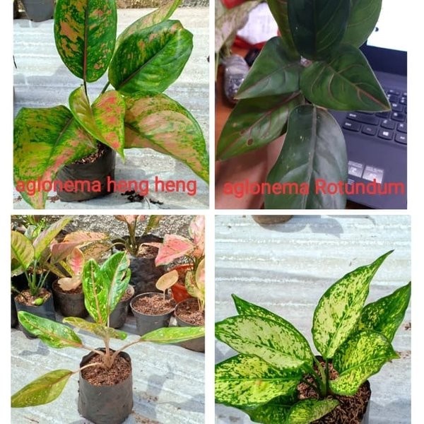 PROMO Paket Hemat 4 Aglaonema - Tanaman Hias Aglonema . ( Tanaman hias hidup indoor murah hiasan rum