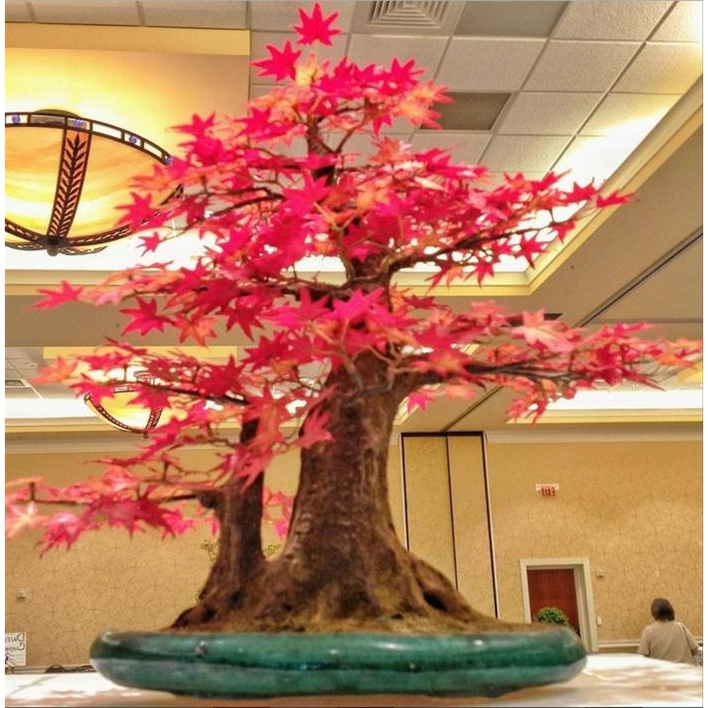 Bibit Maple Jepang Inazuma Tree Red Maple Pohon Maple Unik Limit