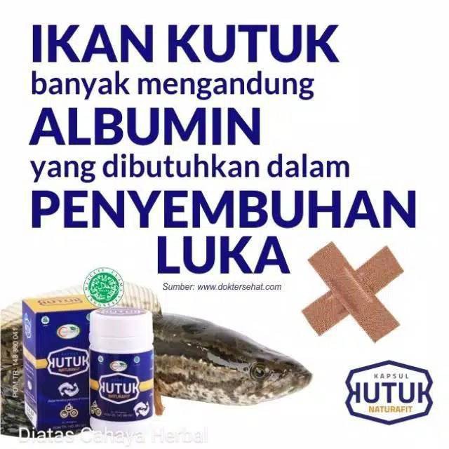 Kutuk Naturafit Asli Penyembuh Pengering Luka Kulit