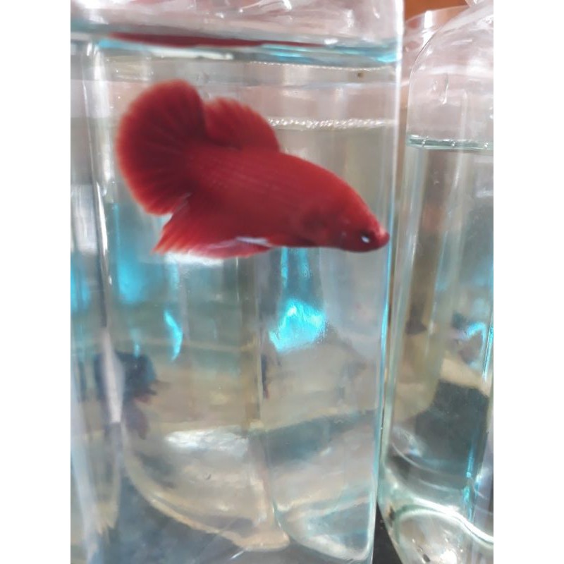 96+ Cupang Plakat Merah Gratis