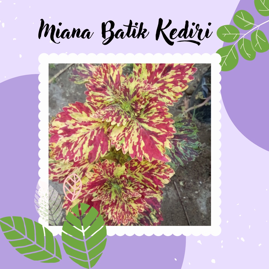 Tanaman Miana Premium Miana Hias Miana Batik Kediri Miana Murah Batik Kediri