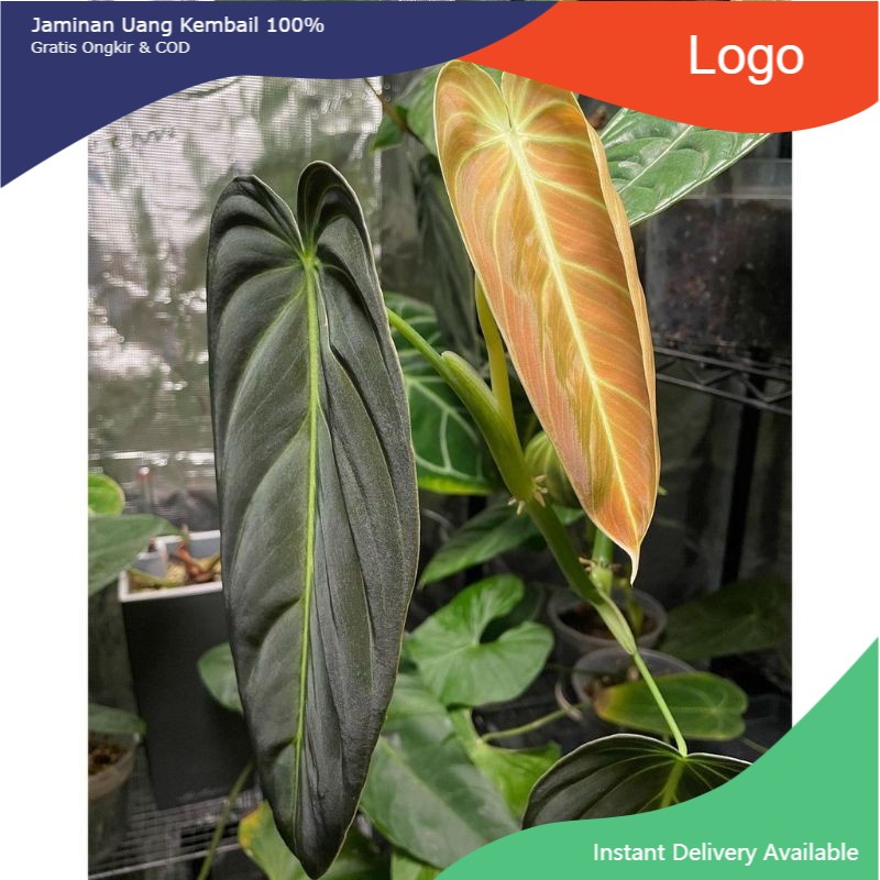 promo Batang/Bonggol Philodendron Melanochrysum