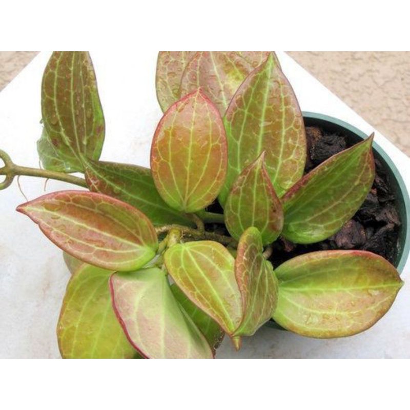 Hoya merah