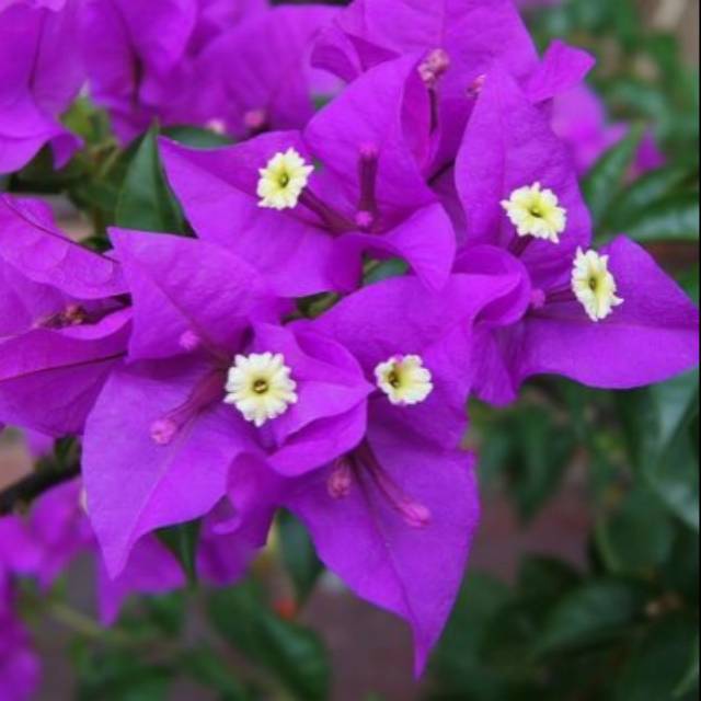 Tanaman bougenville ungu