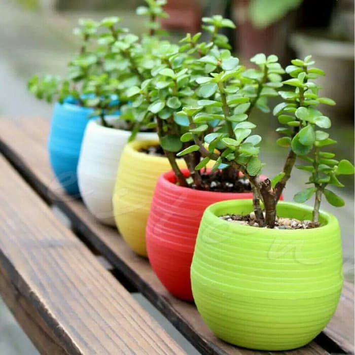 Pot Bunga Plastik Mini Tanaman Hias Kecil Kaktus Dekorasi Rumah Shopee Indonesia