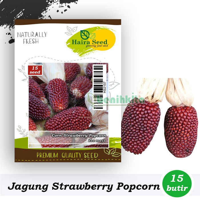 Benih-Bibit Jagung Strawberry Popcorn (Haira Seed)