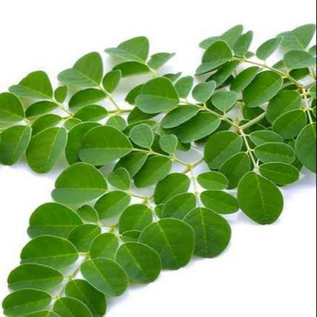 

Daun Kelor 50gr = Rp 7.000