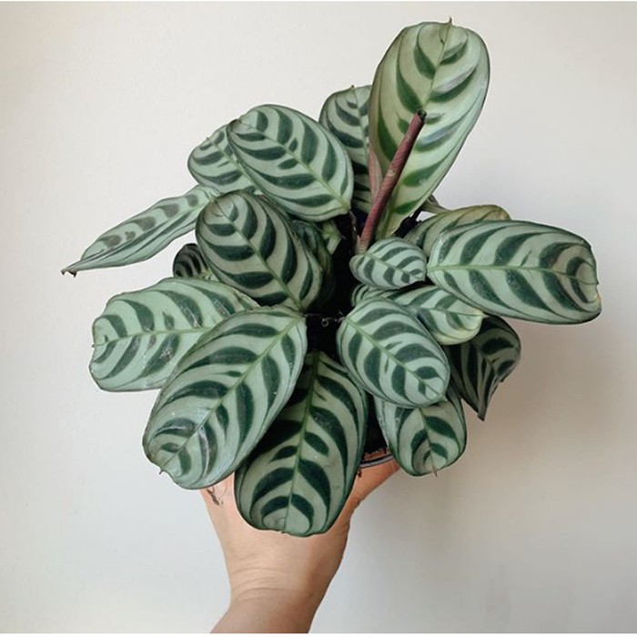 Tanaman hias Calathea Burle Marx - calatea Daun BERGARANSI