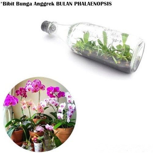 Bibit Bunga Anggrek BULAN PHALAENOPSIS Anggrek Botol