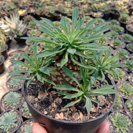 KAKTUS/SEKULEN euphorbia kirin