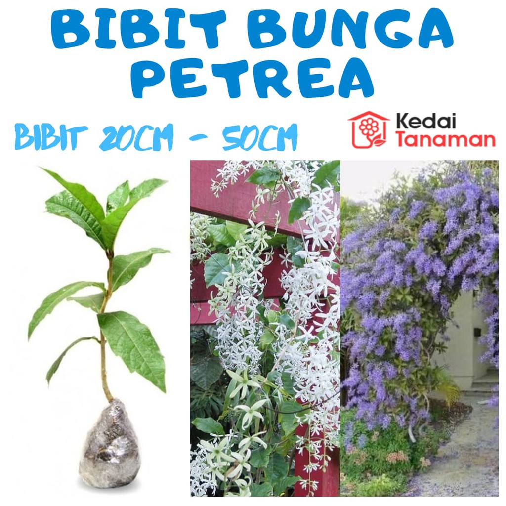 Bunga Merambat Petrea Tanaman Hias Merambat Bunga Petrea Bunga Patrea Shopee Indonesia