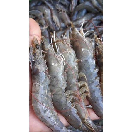 

udang size 30