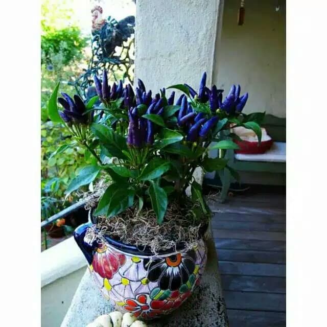 

ready berkah cabe ungu cabe rawit ungu
