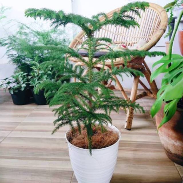 Anakan Cemara Norfolk, tanaman Cemara Norfolk 60cm