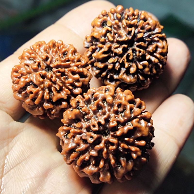 rudraksha mukhi 7 original rudraksha