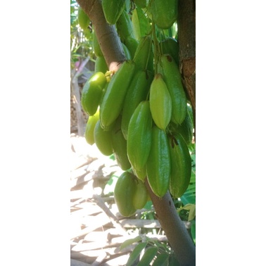 

Blimbing wuluh fresh untuk sayur untuk obat batuk berat 500g