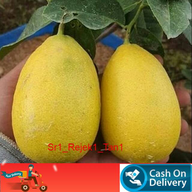Bibit lemon tea berbuah/bibit buah lemon tea
