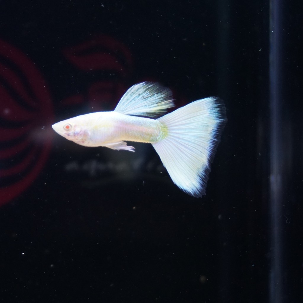 guppy albino full platinum AFP trio indukan isi 3 ekor