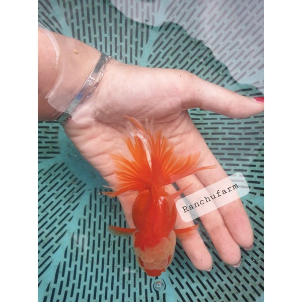 Oranda Rosetail | Ekor Kupu Kupu | Grade A