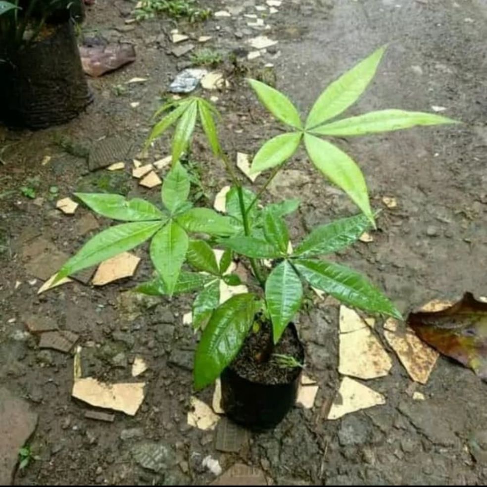 tanaman hias pacira - tanaman pacira - pohon pacira perbatang - pacira