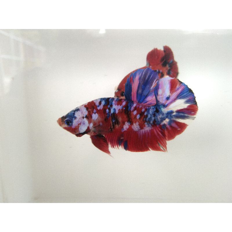 

Cupang Koi Galaxy Multy Colour