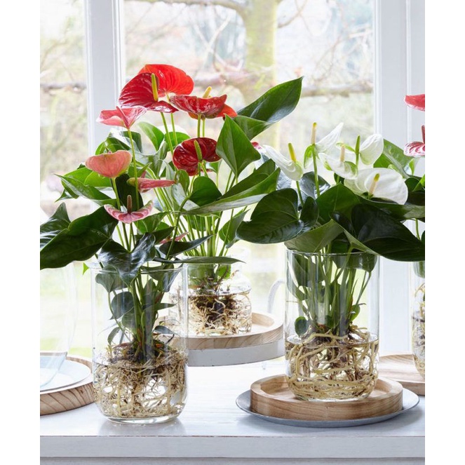 Paket 3 Tanaman Hias Anthurium Mickey Mouse Bunga besar cantik / anturium bunga