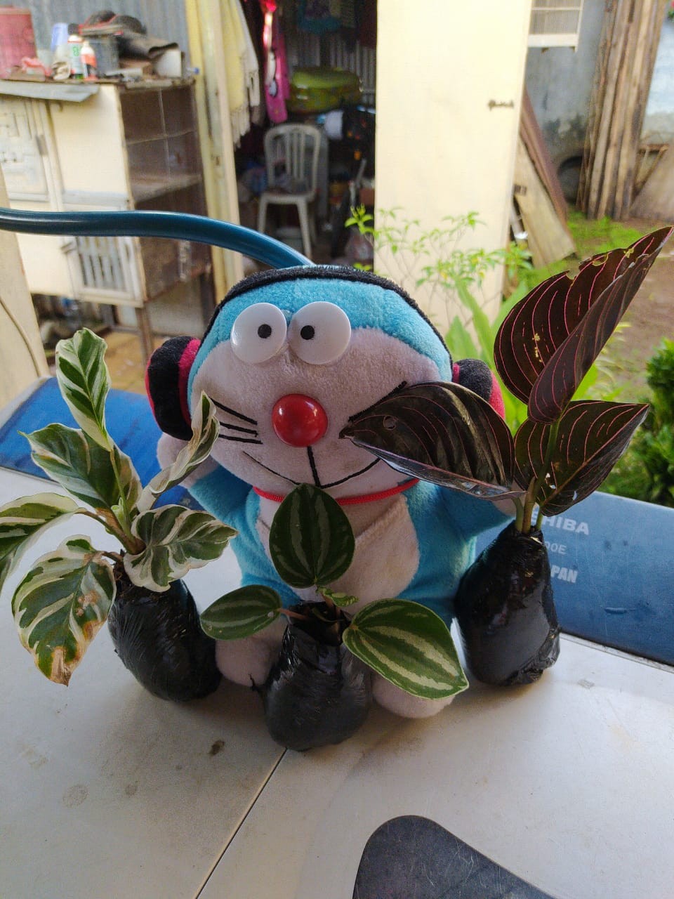 Tanaman Hias Paperomia Watermelon Semangka